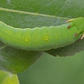 Erdbeerbaumfalter (Charaxes jasius)